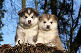 ALASKAN MALAMUTE 566